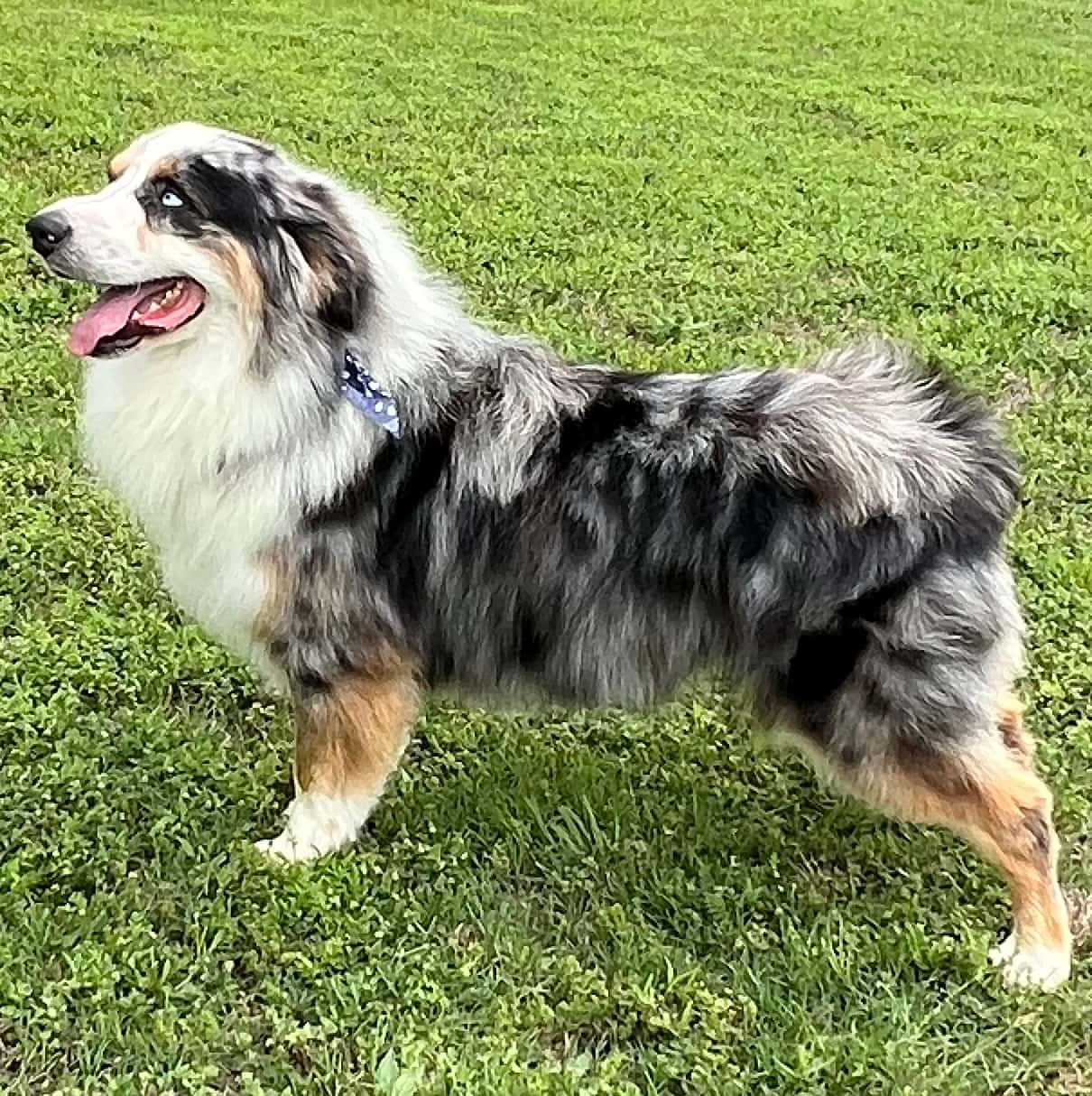 Cash At Cross My Heart Aussies RC