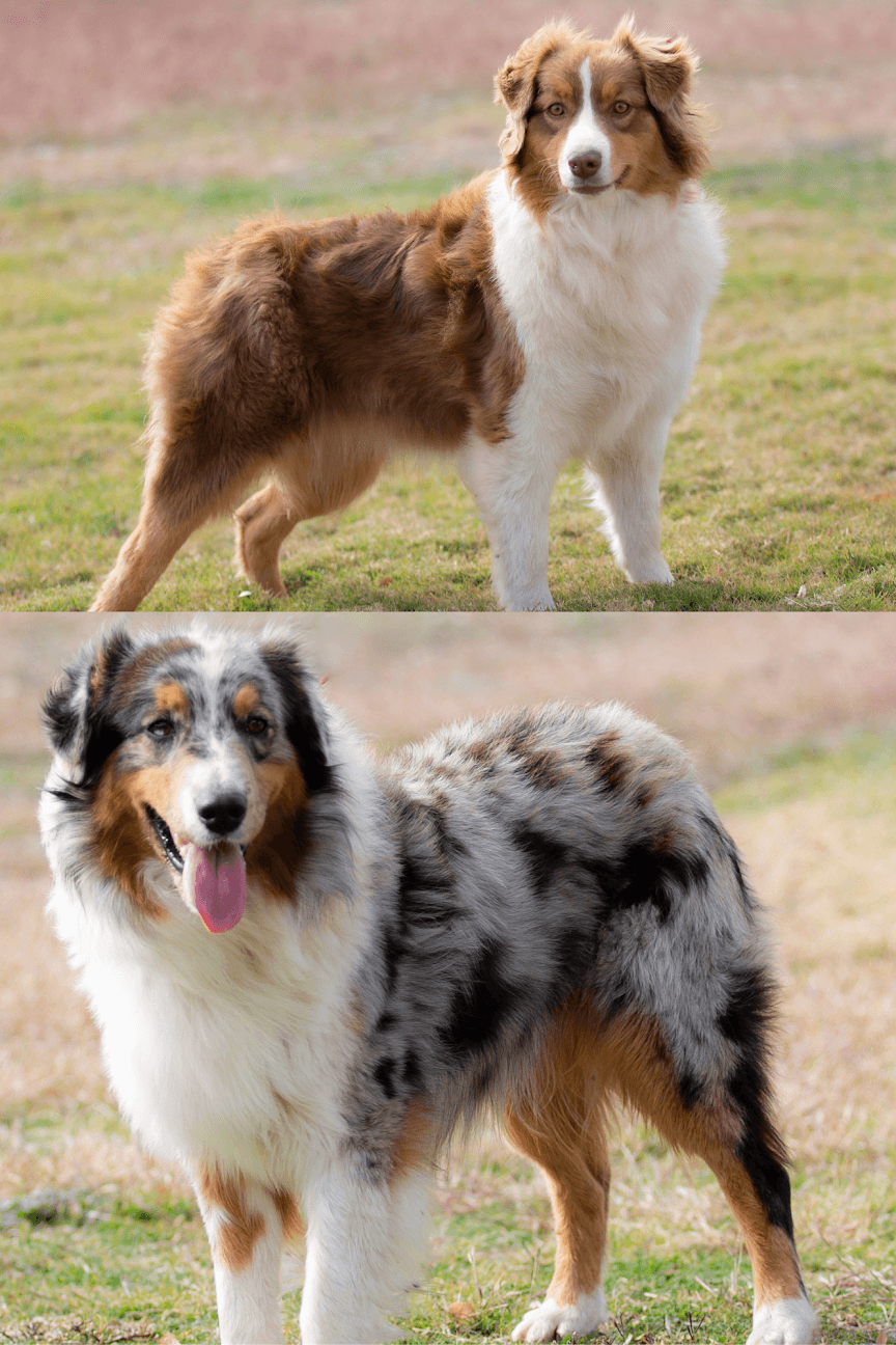 	Purebred AKC registered Australian Shepherds