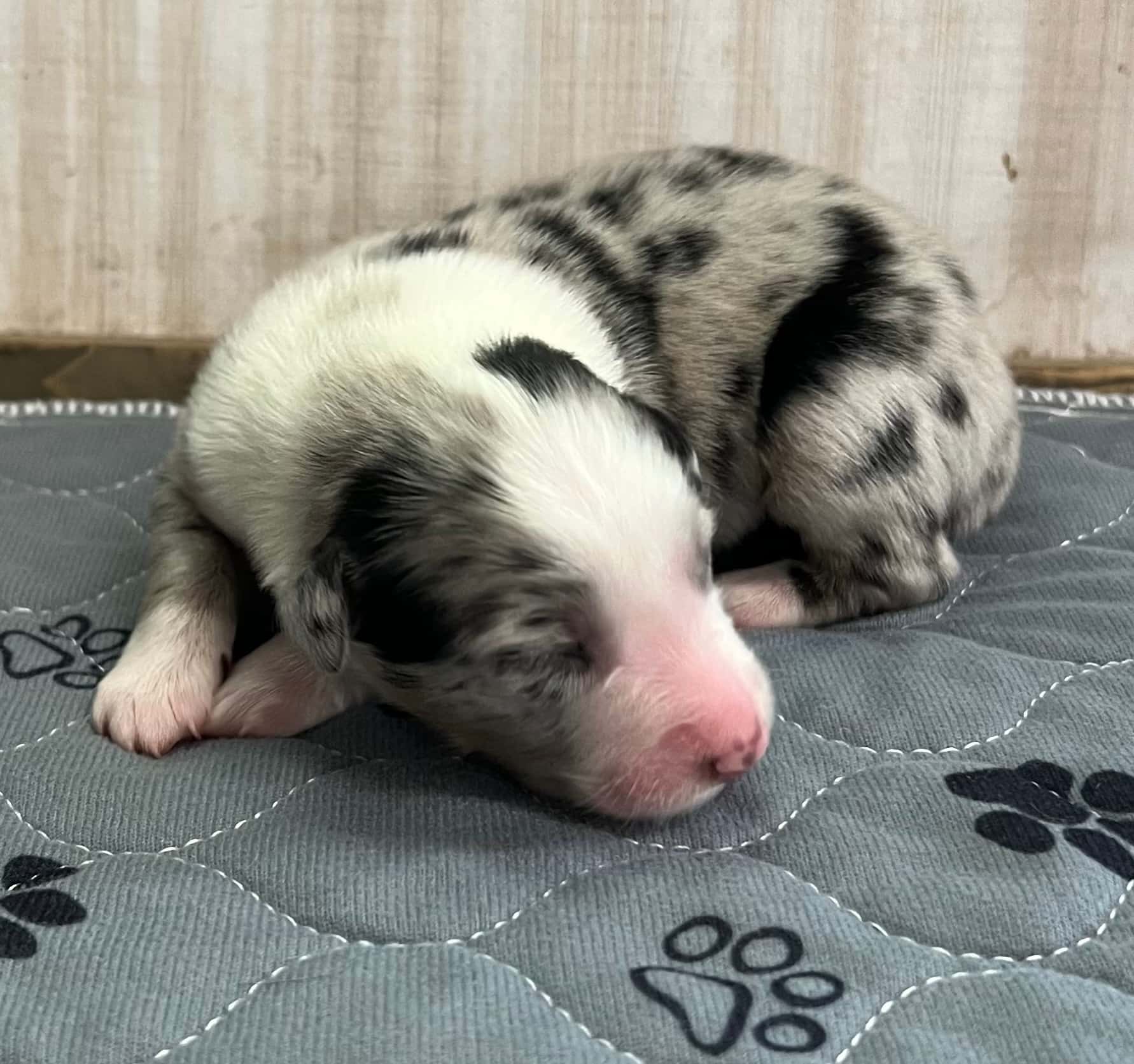 Jolene + Cash Female Puppy 2025 Merle - 1 week