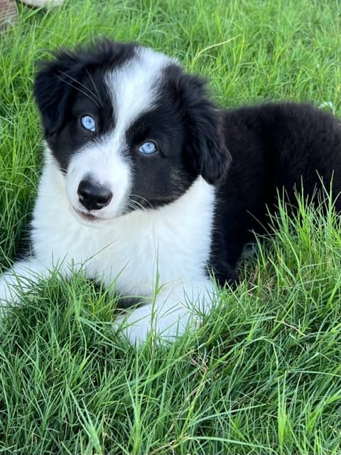 Puppy Australian Shepherd